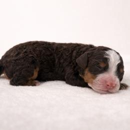 Twix - Tri-color male Bernedoodle puppy in Temecula, California from Country Hills Doodles