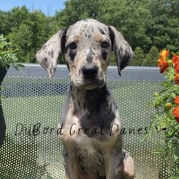 Echo - Merle Great Dane puppy in Brandon Township, Michigan from DuBord Great Danes