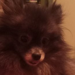 Pomeranians from Cynthia Marquez