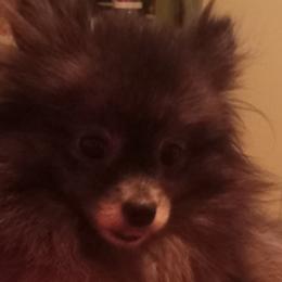Pomeranians from Cynthia Marquez