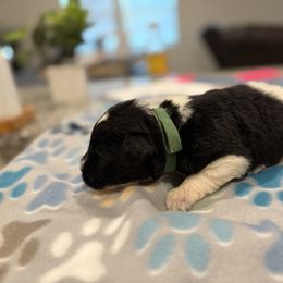 Goldendoodle and Poodle Puppies from Southern Stroll Poodles & Doodles