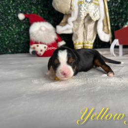 Girl 3 - Tri-color female Bernedoodle puppy in Modesto, California from Two Doods Doodles