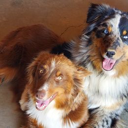 Australian Shepherds from Copperline Aussies