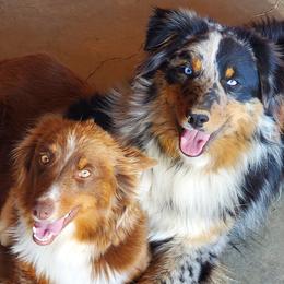 Australian Shepherds from Copperline Aussies