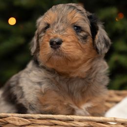 Vixen - Blue merle female Aussiedoodle puppy in Lodi, California from KJ Doodles