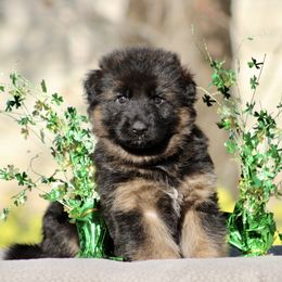 Girl 3 - German Shepherd puppy in Lincoln, California from Bären des Waldes