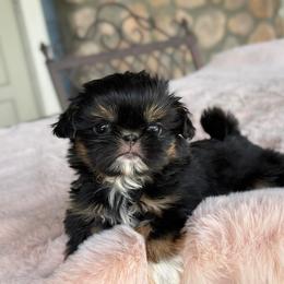 Girl 1 - Black and tan female Shih Tzu puppy in Calimesa, California from Little Mountain’s Shih Tzus