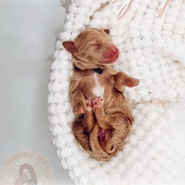 Ginger - Apricot female Goldendoodle puppy in California City, California from Summer Sun Doodles