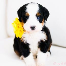 Phoenix - Tri-color female Bernedoodle puppy in Diamond Bar, California from Furrytaildoodles