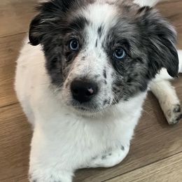 Australian Cattle Dogs and Miniature Australian Shepherds from Pointless Acres