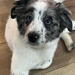 Australian Cattle Dogs and Miniature Australian Shepherds from Pointless Acres