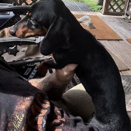 Apollo - Dachshund