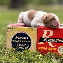 Girl 4 - Liver and white female Brittany puppy in Elko, Georgia from HillTop Brittany Kennel