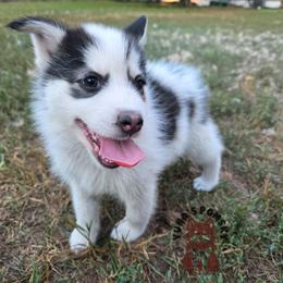 Blanka - Black and white male Pomsky puppy in Blaine, Minnesota from Yuna's Pomsky
