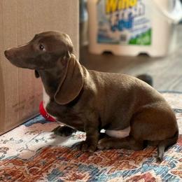 Leramie - Chocolate male Dachshund puppy in Lincoln, Arkansas from Red Dirt Dachshunds
