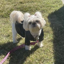 Nova - Shih Tzu