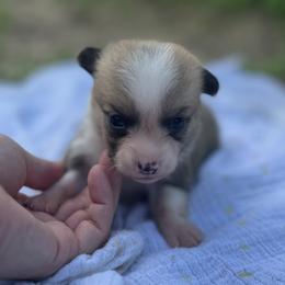 Remi - Red female Pembroke Welsh Corgi puppy in Hope, Arkansas from Foxy Knoll Farm