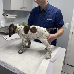 Falcon - White and liver German Shorthaired Pointer puppy in Logan, Utah from On Point Gun Dog's of Utah