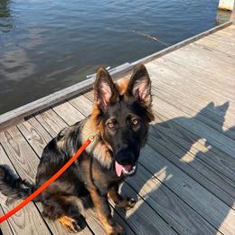 Brunhild - Sable female German Shepherd puppy in Hollis Center, Maine from Noble German Shepherds of Maine