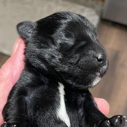Stormy - Black male Miniature Schnauzer puppy in Interlachen, Florida from Pam's Schnauzers