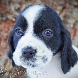 Girl 1 - Black and white female English Springer Spaniel puppy in Great Falls, Montana from Big Sky Springers