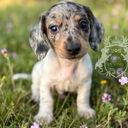 Bravo - Dapple male Dachshund puppy in Mesquite, Texas from 208 Dox Dynasty