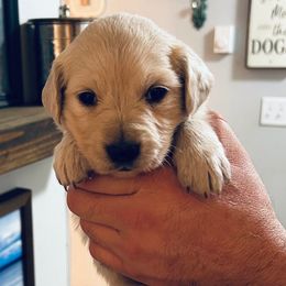 Female 1 (Purple Collar) - Light golden female Golden Retriever puppy in Rainier, Washington from Hanson’s NW Goldens & Doodles
