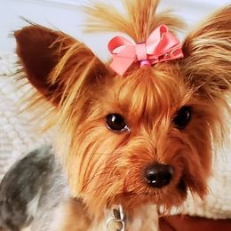 Yorkshire Terriers from Alsop's Precious Paws