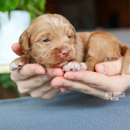 Bumble - Red  male Goldendoodle puppy in Salado, Texas from Red Ranch Dogs