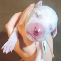 Angel Dust (White Collar Female) - White and black female Dalmatian puppy in Raymondville, Missouri from Wagner's Dalmatian's