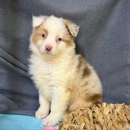 Ronnie - Red merle male Miniature American Shepherd puppy in Clinton, Missouri from Mockingbirds American Minis