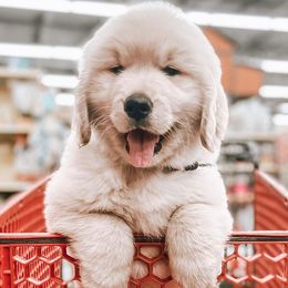 Bernese Mountain Dogs and Golden Retrievers from Gold Point Pups