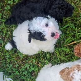 Girl 2 - Cream female Poodle puppy in Sonora, Kentucky from Little Land of Puppies