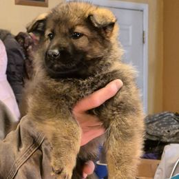Purple Girl - Sable female German Shepherd puppy in Lake George, Colorado from High Country German Shepherds
