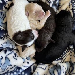 Teddy - Liver male Miniature Schnauzer puppy in Moro, Arkansas from Barkin’ Beauty Schnauzers