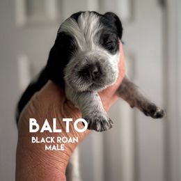 Balto - Black and white male English Springer Spaniel puppy in Yellville, Mississippi from Butterfield Trail Farm