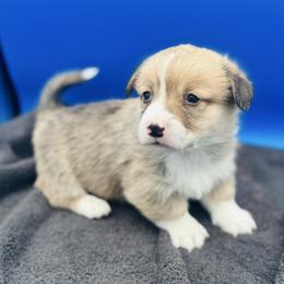 Male 3 WITH TAIL - Red male Pembroke Welsh Corgi puppy in Hale, Michigan from All Hale Corgis