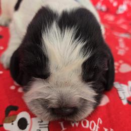 Snowman - Black and white male English Springer Spaniel puppy in Brodhead, Wisconsin from Pinwheel Acres