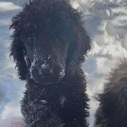 Klaus - Black male Poodle puppy in Jacksonville, North Carolina from PND Kennel