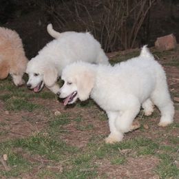 Goldendoodle, Labradoodle, Poodle, and Saint Berdoodle Puppies from Dent’s Doodles