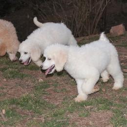 Goldendoodle, Labradoodle, Poodle, and Saint Berdoodle Puppies from Dent’s Doodles