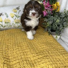 Aussiedoodle, Bernedoodle, and Goldendoodle Puppies from Little Golden Farm
