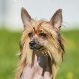 Lizzie - Chinese Crested