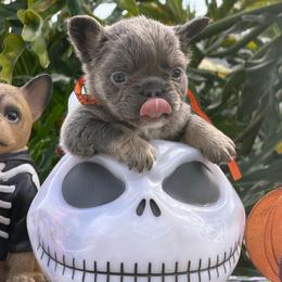 Dax - Tricolors male French Bulldog puppy in Palm Coast, Florida from Calypso Island French Bulldogs