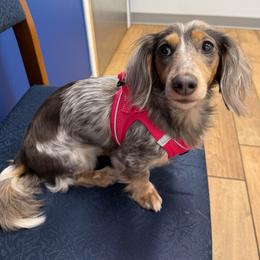 Clove - Dachshund