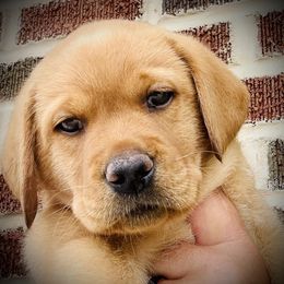 Labrador Retriever Puppies from Highland Labradors