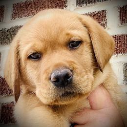 Labrador Retriever Puppies from Highland Labradors