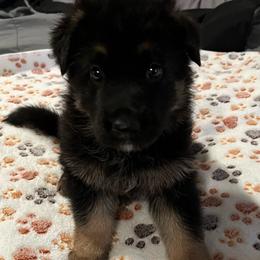 Girl -1 pink - Black and red female German Shepherd puppy in Sharon Grove, Kentucky from Julie’s Shepherds