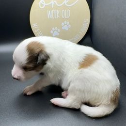 BENNETT - Sable & white male Toy Shetland Sheepdog puppy in Livonia, Michigan from M7’s Shelties, Toonies & AussieDoodles