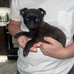 Brussels Griffon Puppies from Butler Brussels Griffon